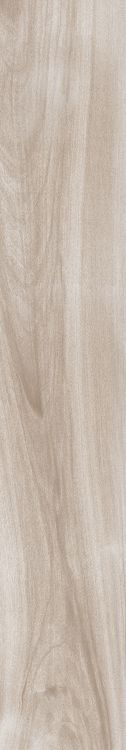 Norway Maple 12 x 71